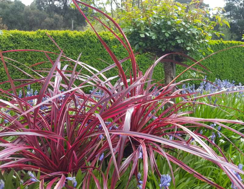Cordyline (Cordyline Festival® Burgundy ) - Exotische planten