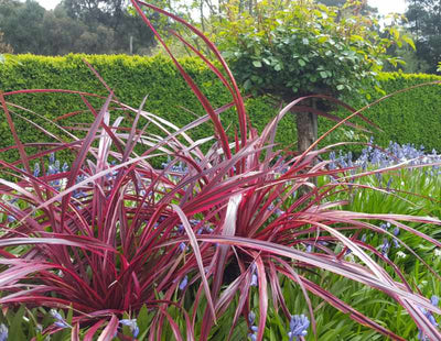 Cordyline (Cordyline Festival® Bourgogne)