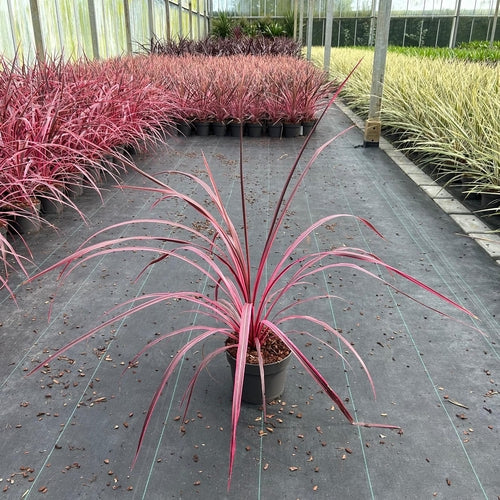 Cordyline (Cordyline Festival® Raspberry) - Exotische planten
