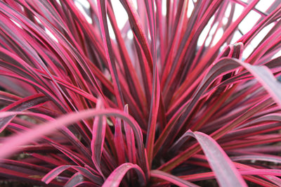 Cordyline (Cordyline Festival® Framboise)
