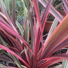 Cordyline (Cordyline australis Can Can)