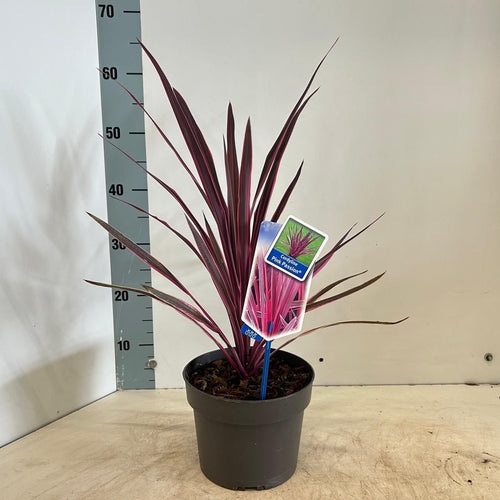 Cordyline (Cordyline australis Pink Passion) - Exotische planten