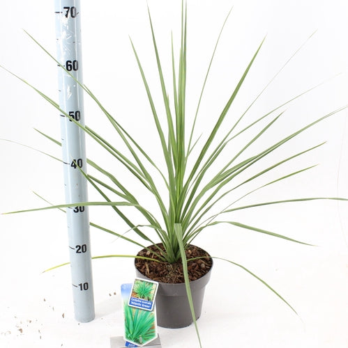 Cordyline (Cordyline australis 'Atlantic Green') - Exotische planten