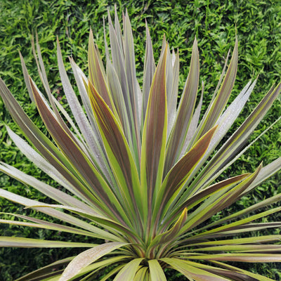 Cordyline (Cordyline australis 'Choc Mint')