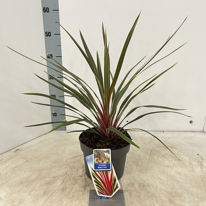 Cordyline (Cordyline australis 'Magic Star') - Exotische planten