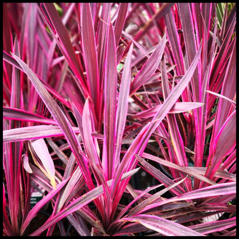 Cordyline (Cordyline australis 'Paso Doble' ) - Exotische planten