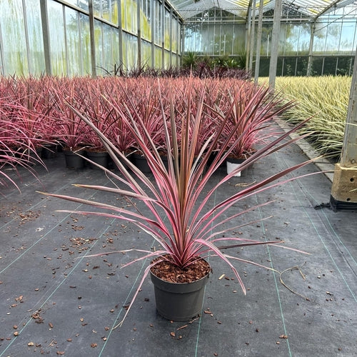 Cordyline (Cordyline australis 'Pink Southern Splendour') - Exotische planten