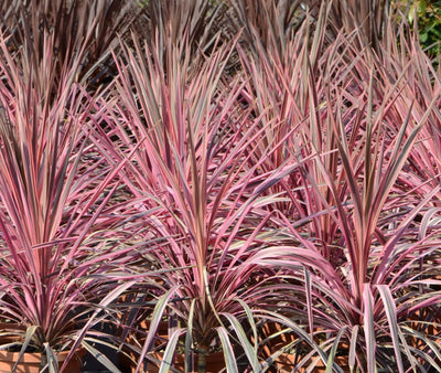 Cordyline (Cordyline australis 'Pink Southern Splendour')