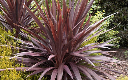 Cordyline (Cordyline australis 'Red Star') - Exotische planten