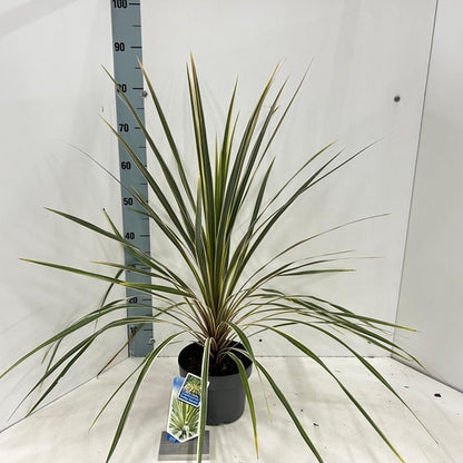 Cordyline (Cordyline australis 'Torbay Dazzler') - Exotische planten