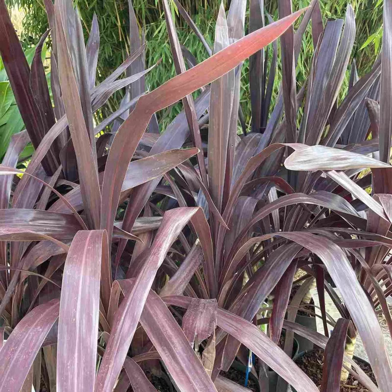 Cordyline (Cordyline obtecta Superstar) - Exotische planten