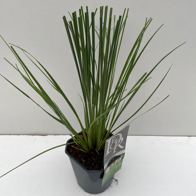Herbe de la pampa (Cortaderia vend. 'Mini Pampas')