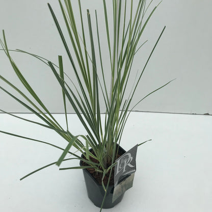 Pampasgras (Cortaderia sell. 'Mini Silverpampas') - Pampasgras