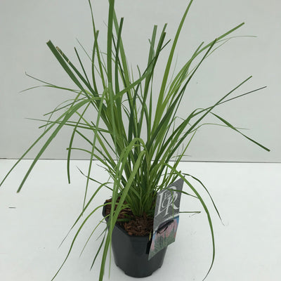 herbe de la pampa (Cortaderia 'Rosea')