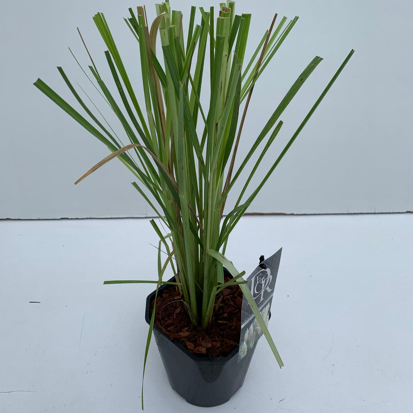 Pampasgras (Cortaderia selloana) - Pampasgras