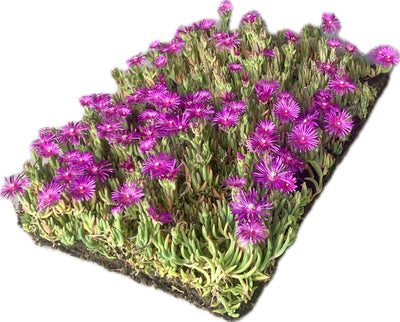Couvre-sol Delosperma cooperi - Tapis végétal (57x38cm)