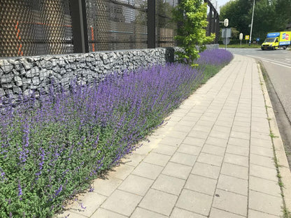 Bodembedekker Nepeta - Plantenmat (57x38cm) - 