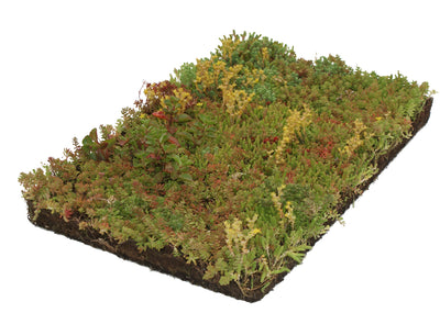 Tapis de sol Sedum - 57x38cm