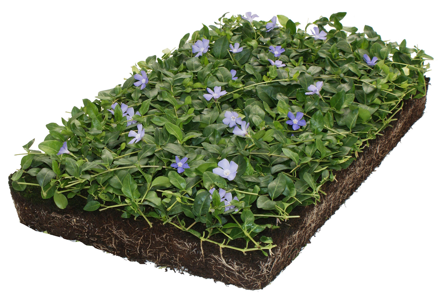 Bodembedekker Vinca minor - Plantenmat (57x38cm) - 