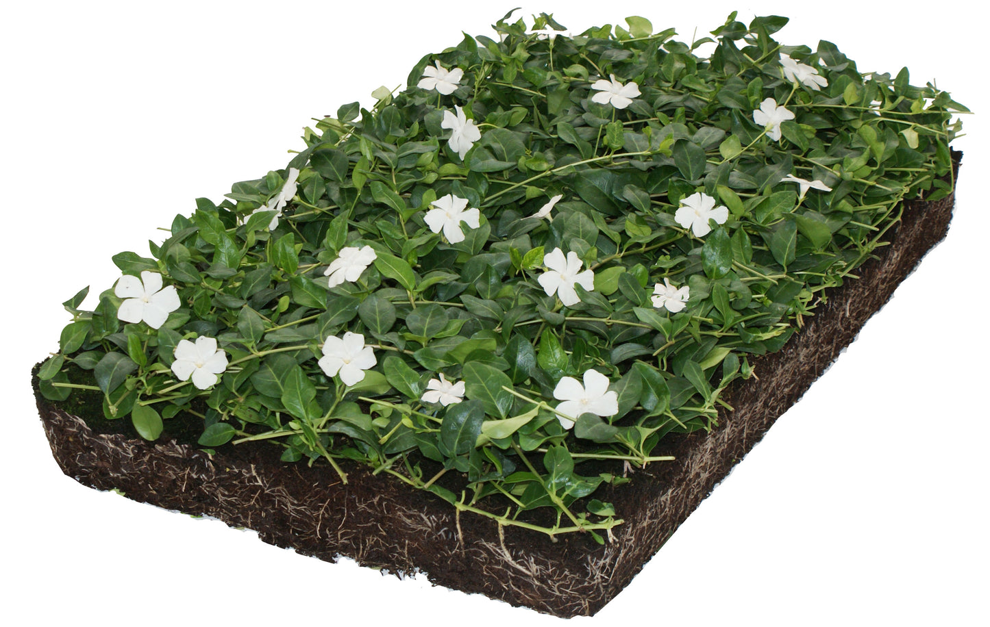 Bodembedekker Vinca minor 'Alba' - plantenmat (57x38cm) - 