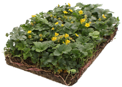 Tapis de sol Waldsteinia - Tapis végétal (57x38cm)