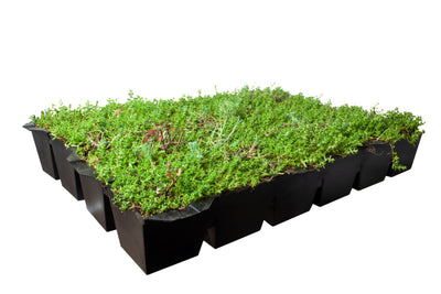 Tapis de sol Sedum pour toiture - Tapis végétal (57x38cm)