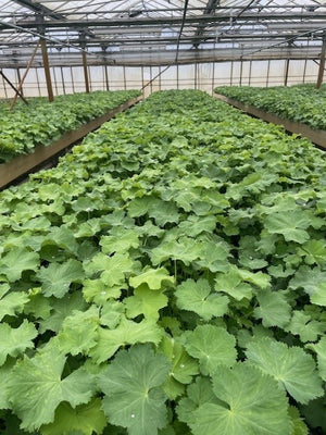 Couvre-sol Alchemilla mollis - Tapis végétal (57x38cm)