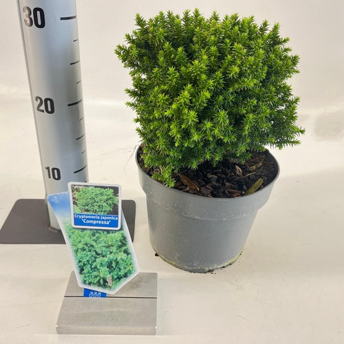 Japanse Ceder (Cryptomeria j. ‘Compressa’) - Coniferen