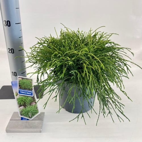 Cypres (Chamaecyparis p. ‘Filifera Nana’) - Coniferen