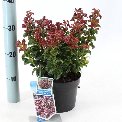 Druifheide (Leucothoe axillaris ‘Curly Red’ ) - Heesters