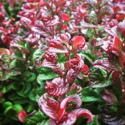 Bruyère à grappes (Leucothoe axillaris 'Curly Red')