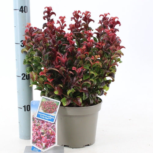 Druifheide (Leucothoe axillaris ‘Curly Red’ ) - Heesters