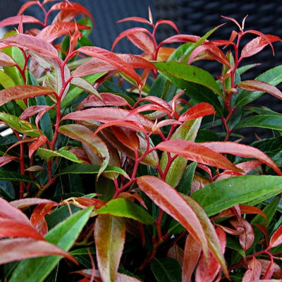 Bruyère raisin (Leucothoe keiskei Burning Love)