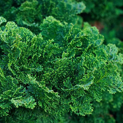 Cyprès nain (Chamaecyparis obt. 'Nana Gracilis')