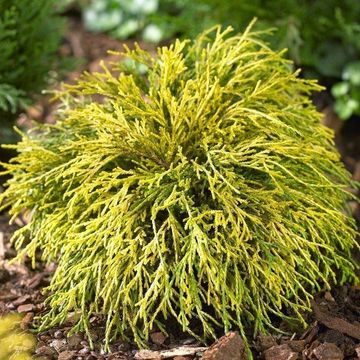 Dwergcypres (Chamaecyparis p. ‘Sungold’) - Coniferen