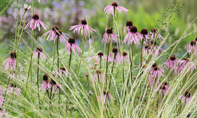 Échinacée (Echinacea pallida)