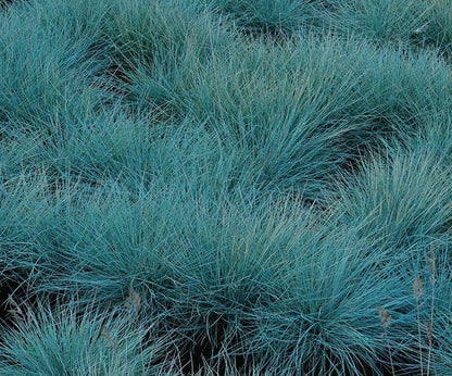 Borderpakket siertuin (3,5m2) - Tuinplanten