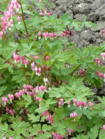 Borderpakket Wit & Roze (1m2) - Tuinplanten