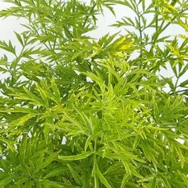 Sureau jaune (Sambucus nigra Golden Tower)