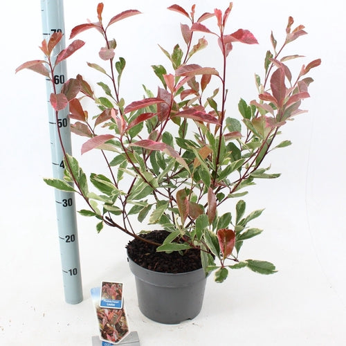 Glansmispel (Photinia fraseri Louise ) - Heesters