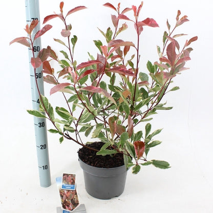 Glansmispel (Photinia fraseri Louise ) - Heesters