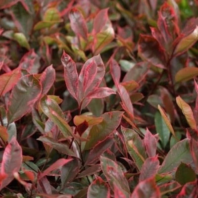 Néflier brillant (Photinia fraseri Louise)