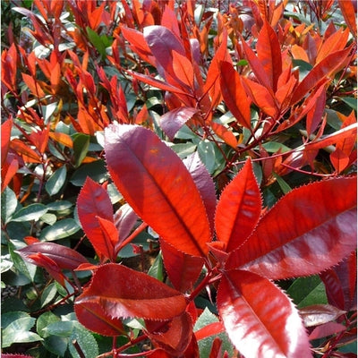 Néflier brillant (Photinia fraseri 'Red Robin')