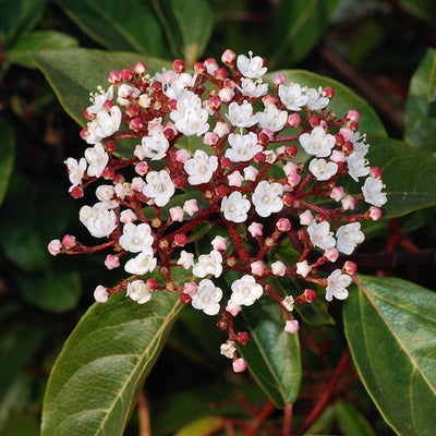 Boule de neige à feuilles persistantes (Viburnum tinus)
