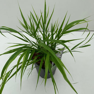 herbe de montagne japonaise (Hakonechloa macra)