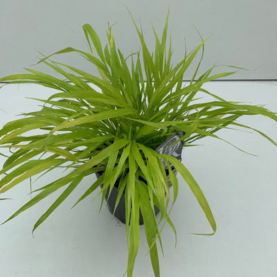 herbe de montagne japonaise (Hakonechloa macra 'Allgold')