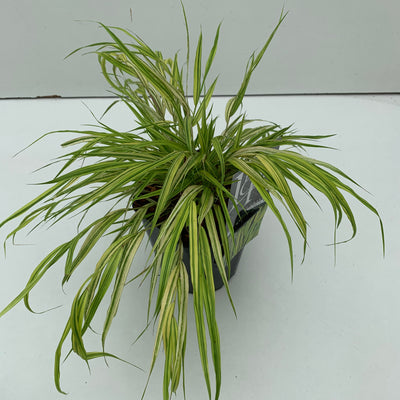 herbe de montagne japonaise (Hakonechloa macra 'Aureola')