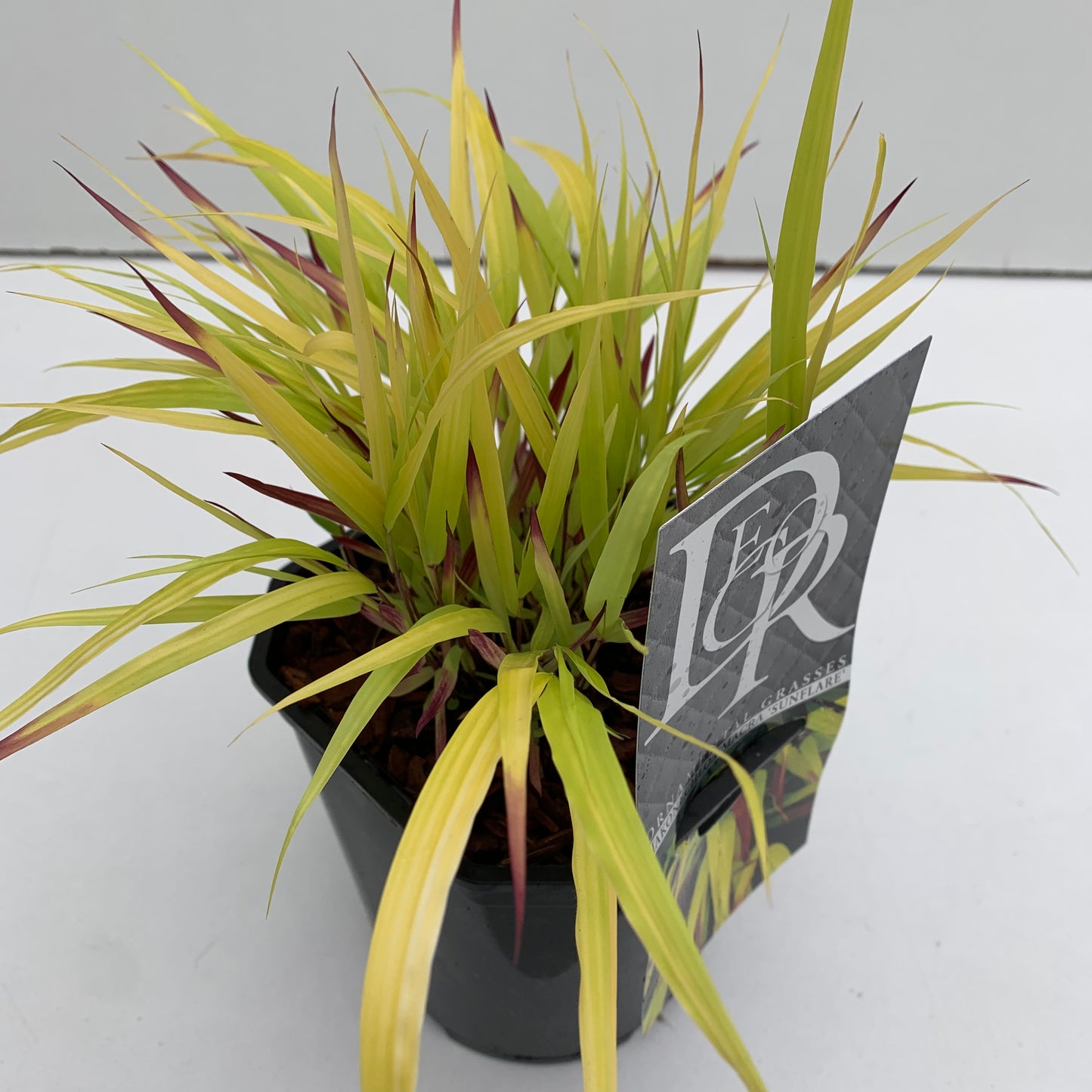 Japans berggras (Hakonechloa macra 'Sunflare') - Japans berggras