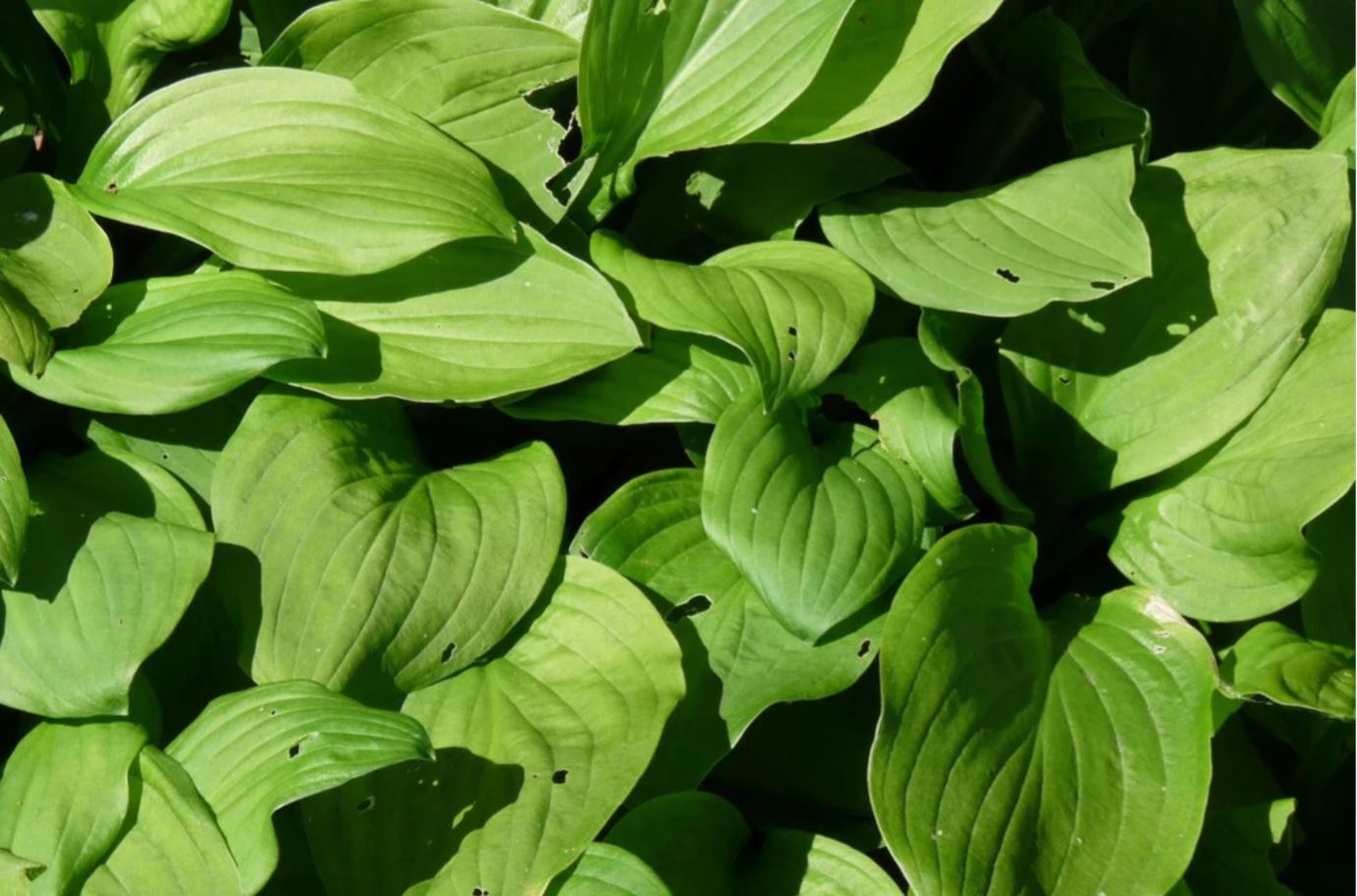 Borderpakket Hosta's (1m2) - Tuinplanten