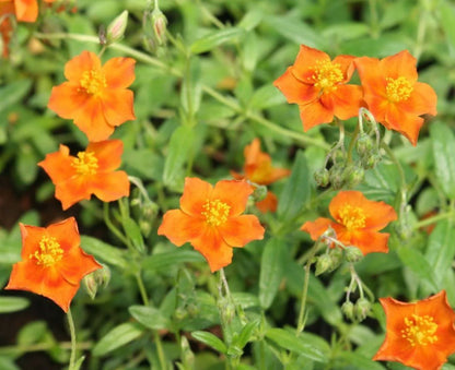 Borderpakket prairie border (3,5m2) - Tuinplanten
